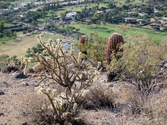 Cacti on the hiking trail